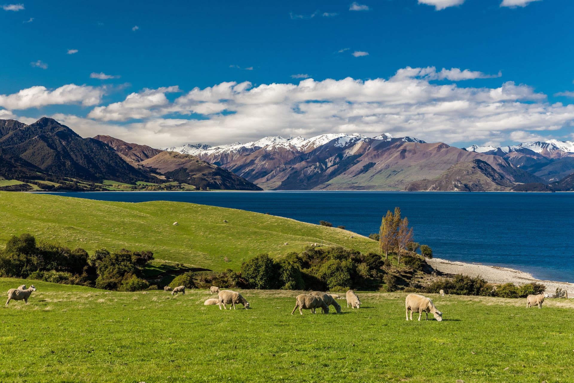 New Zealand mountains and green fields