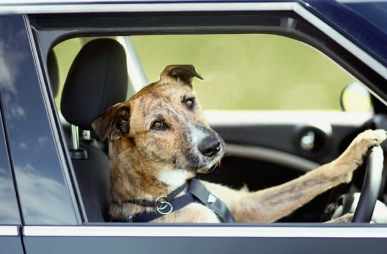 Dog in a car, representing pet and vehicle transport services