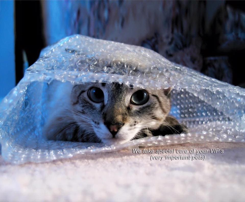 Pet relocation services with professional care
